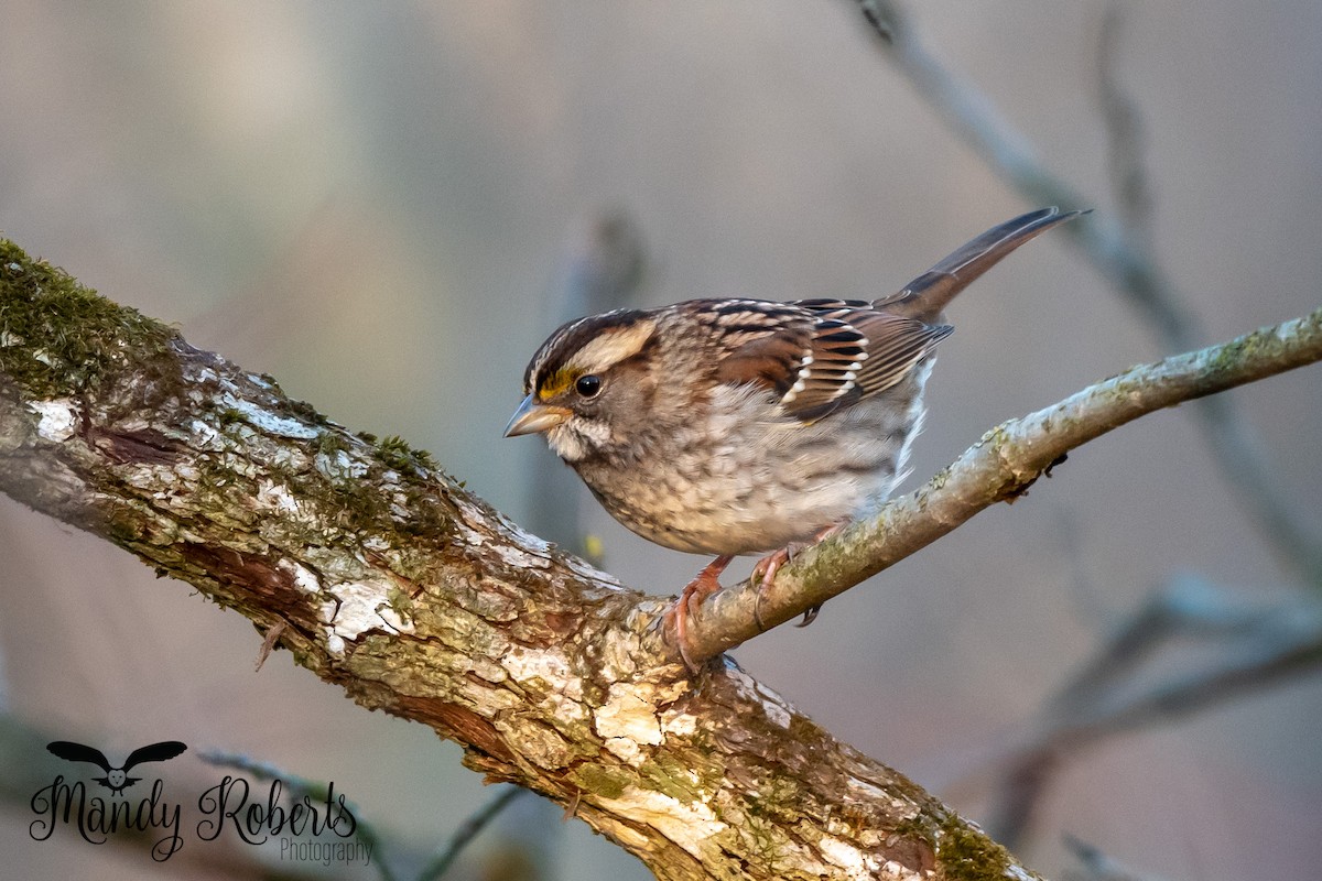 White-throated Sparrow - Mandy Roberts