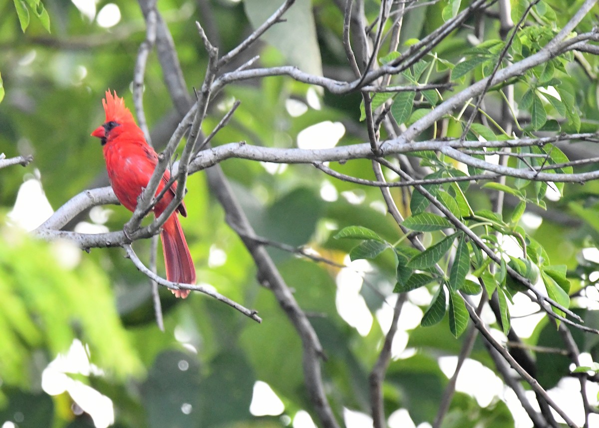 Northern Cardinal (Long-crested) - Ethan Lai