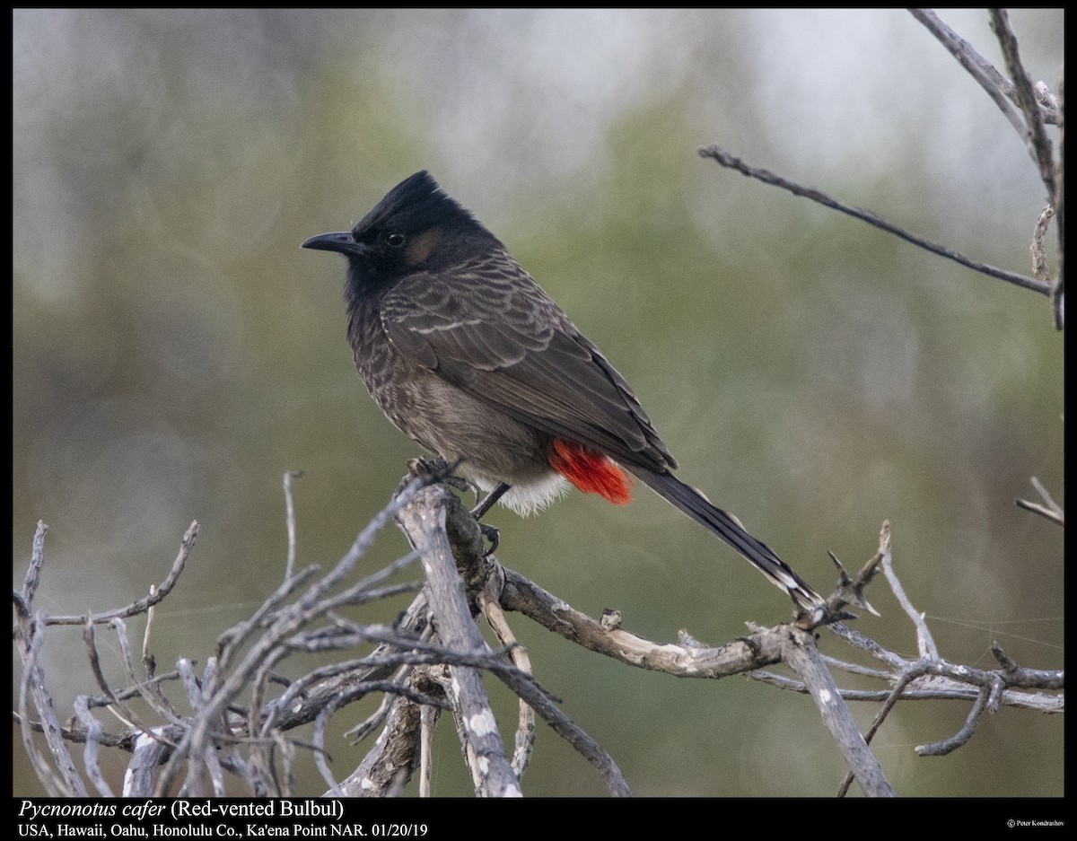 Red-vented Bulbul - ML296169601