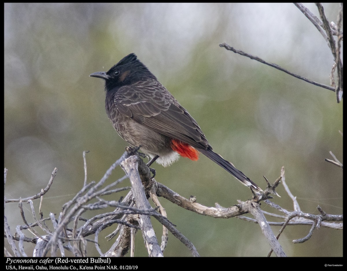 Red-vented Bulbul - ML296169611