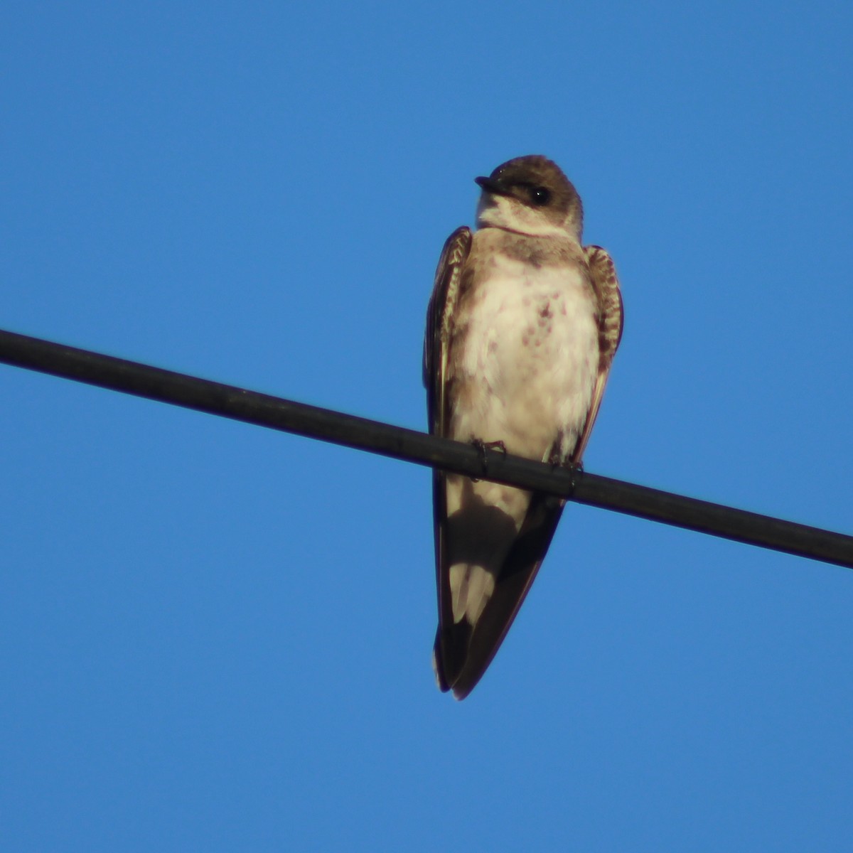 Brown-chested Martin - ML296172971