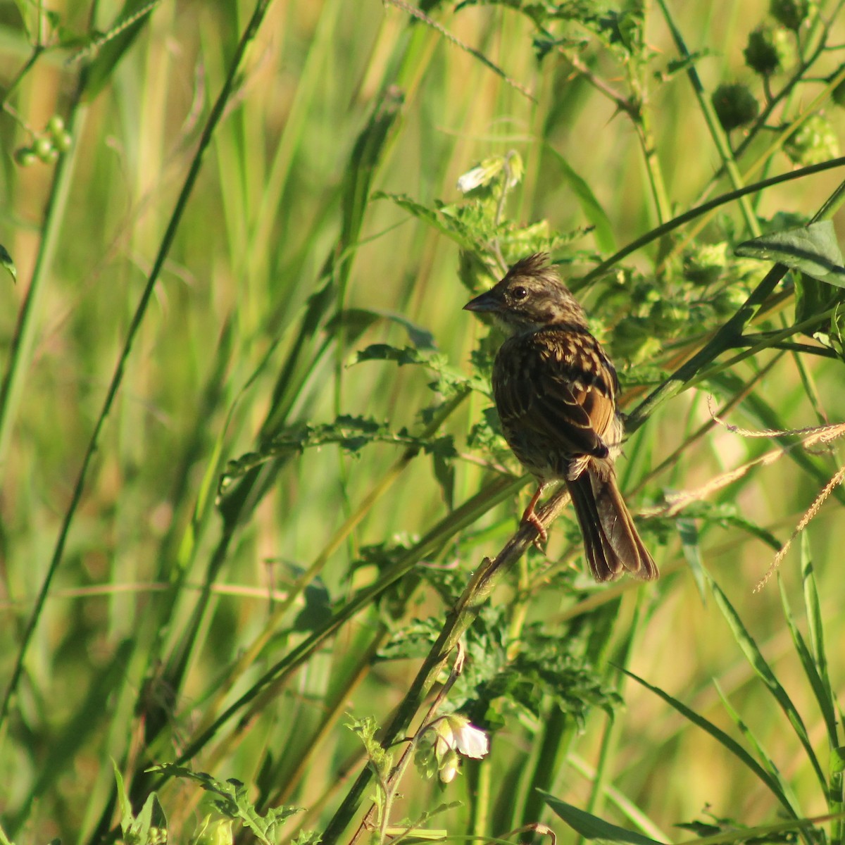 Rufous-collared Sparrow - Ivan Ebrecht