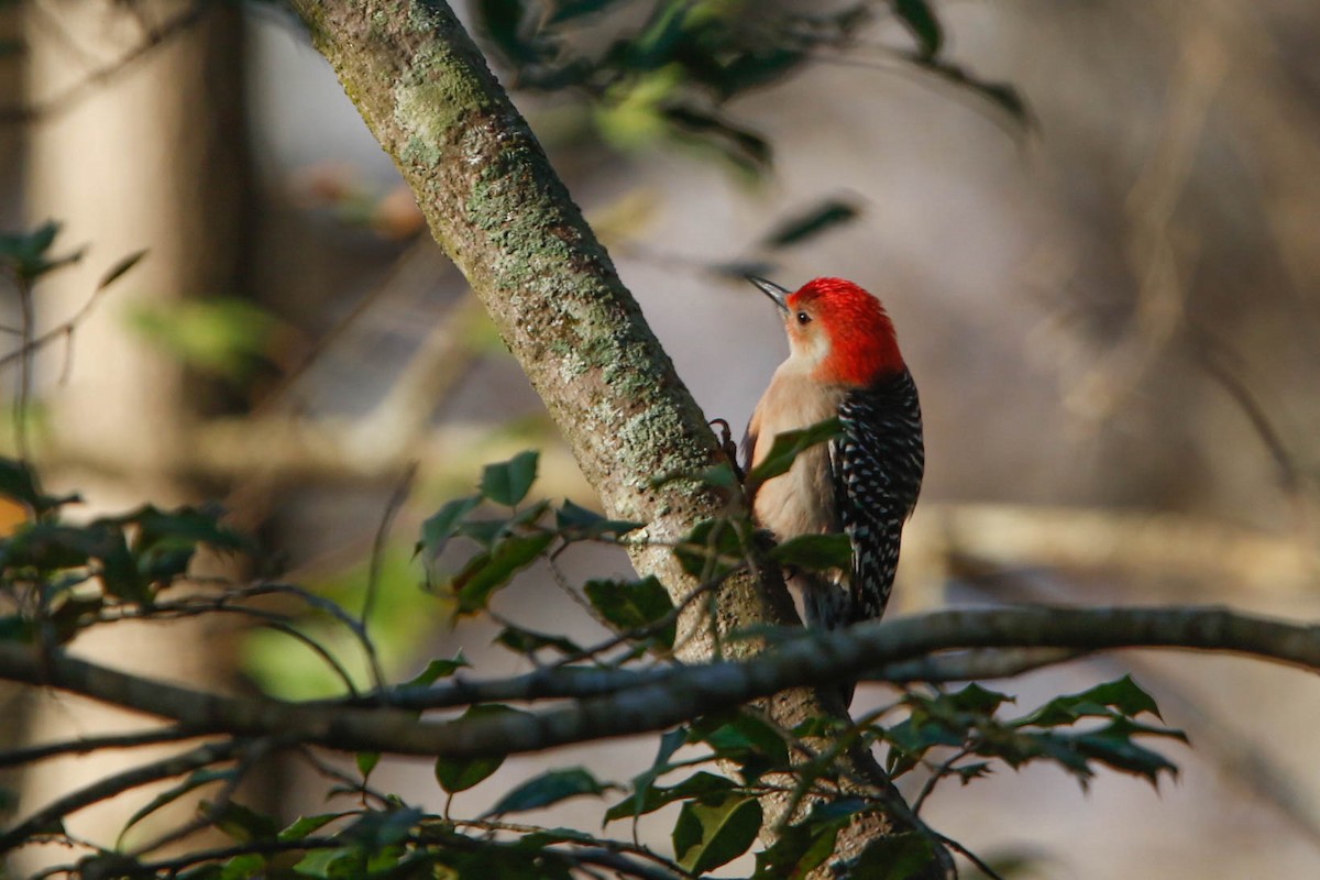 Red-bellied Woodpecker - Glenn Golson Jr.