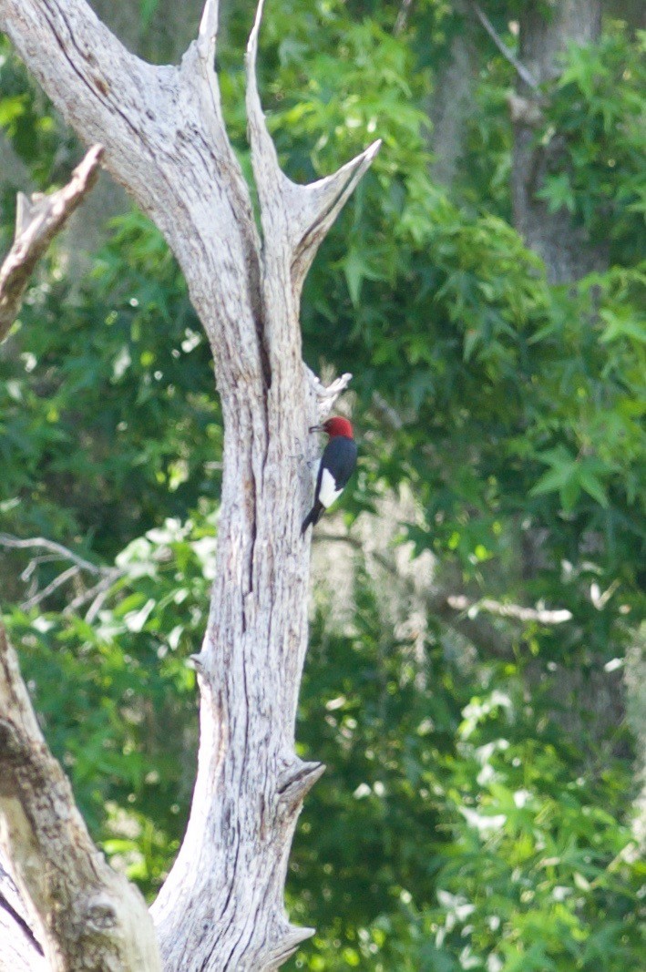 Red-headed Woodpecker - Brandon Trentler
