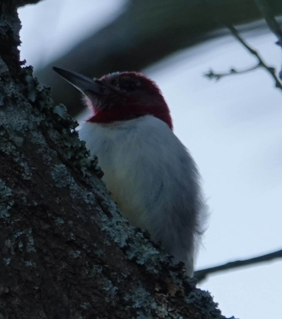Red-headed Woodpecker - ML296178761