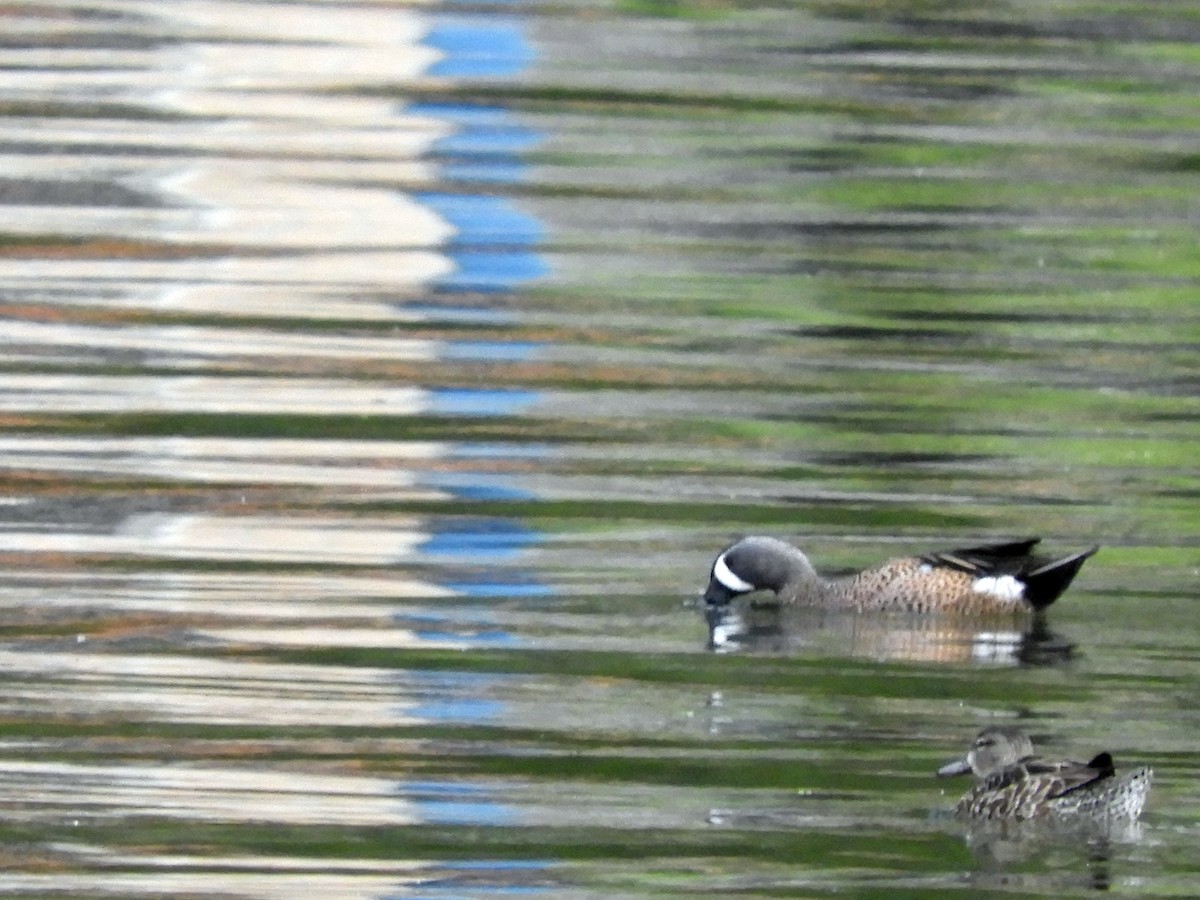 Blue-winged Teal - ML296180271