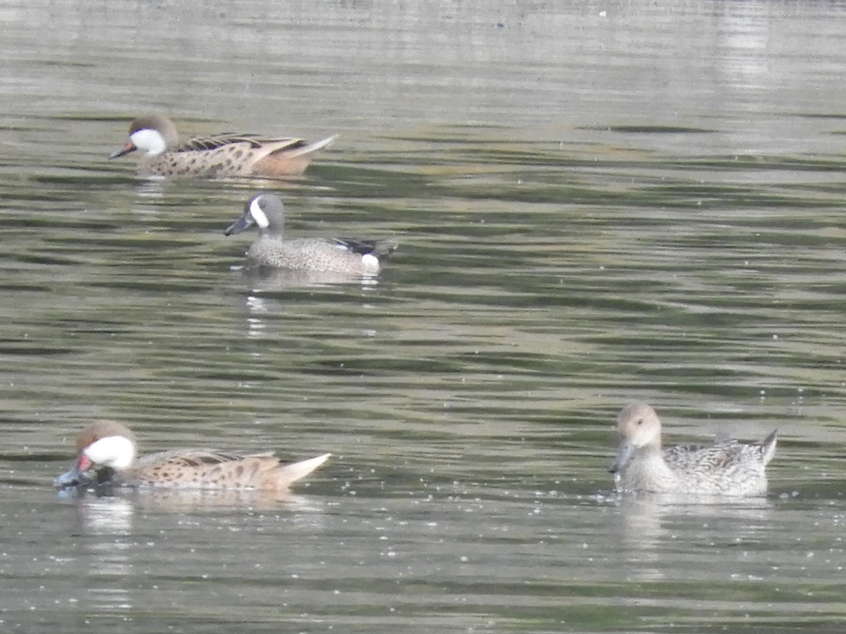 Blue-winged Teal - ML296180681