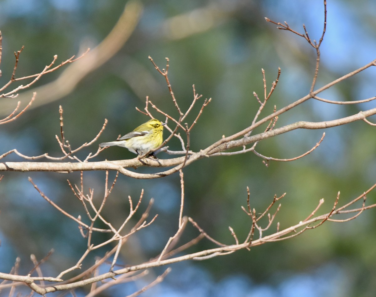 Townsend's Warbler - Harry Wales
