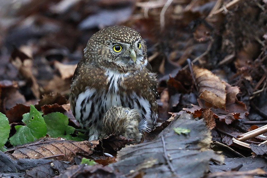 Northern Pygmy-Owl - ML296191801