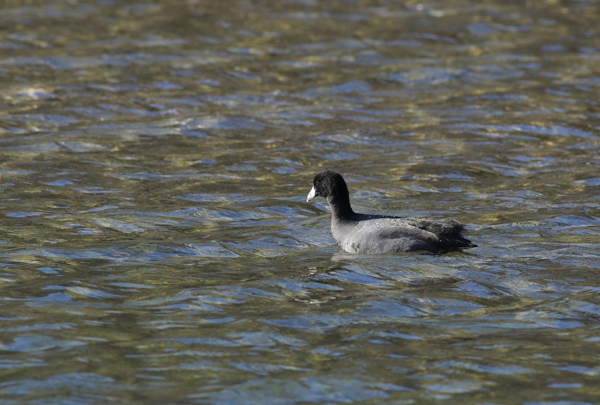 American Coot (Red-shielded) - Bill Hubick