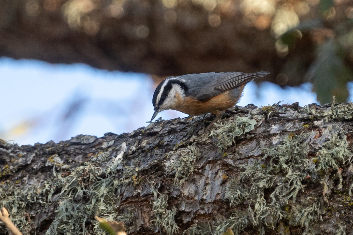 Red-breasted Nuthatch - Carole Rose