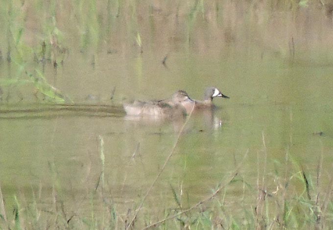 Blue-winged Teal - ML29619361