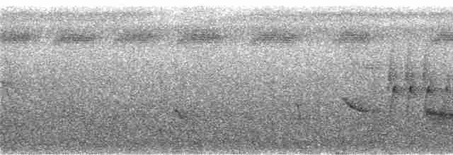 Weißkehl-Ameisendrossel - ML296195