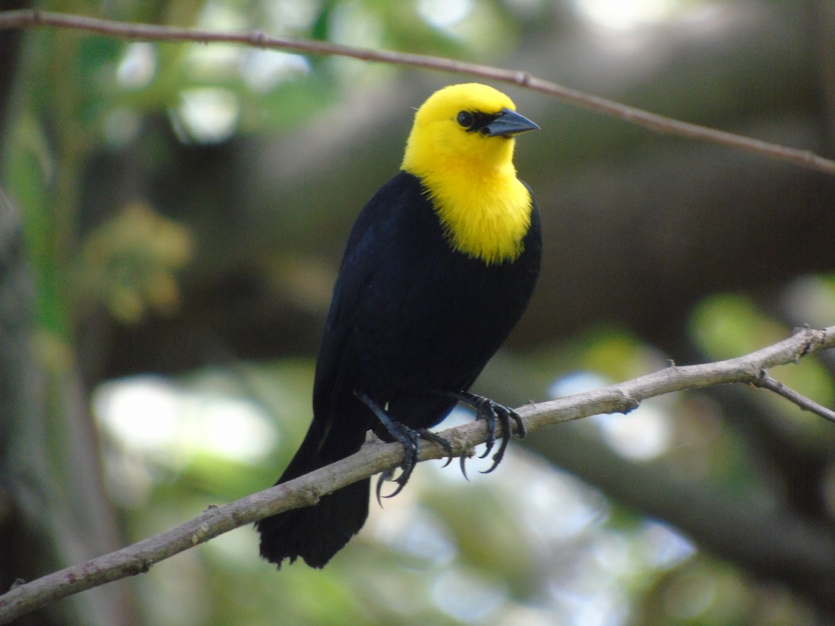 Yellow-hooded Blackbird - ML296204231