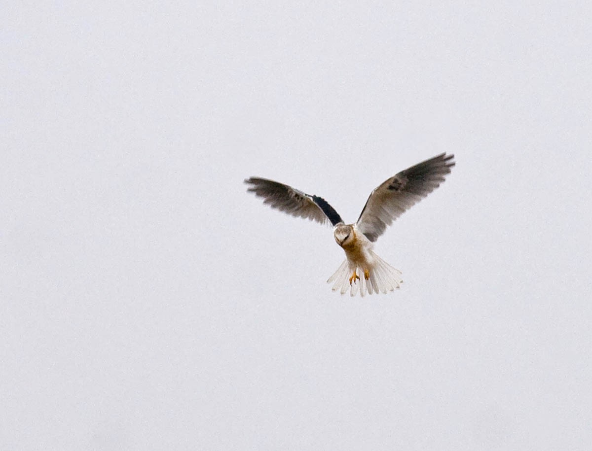 White-tailed Kite - Greg Gillson