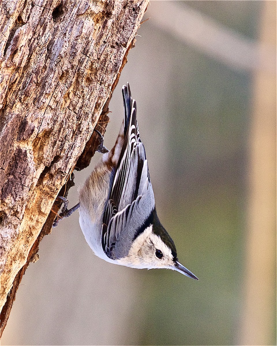 White-breasted Nuthatch - ML296205191