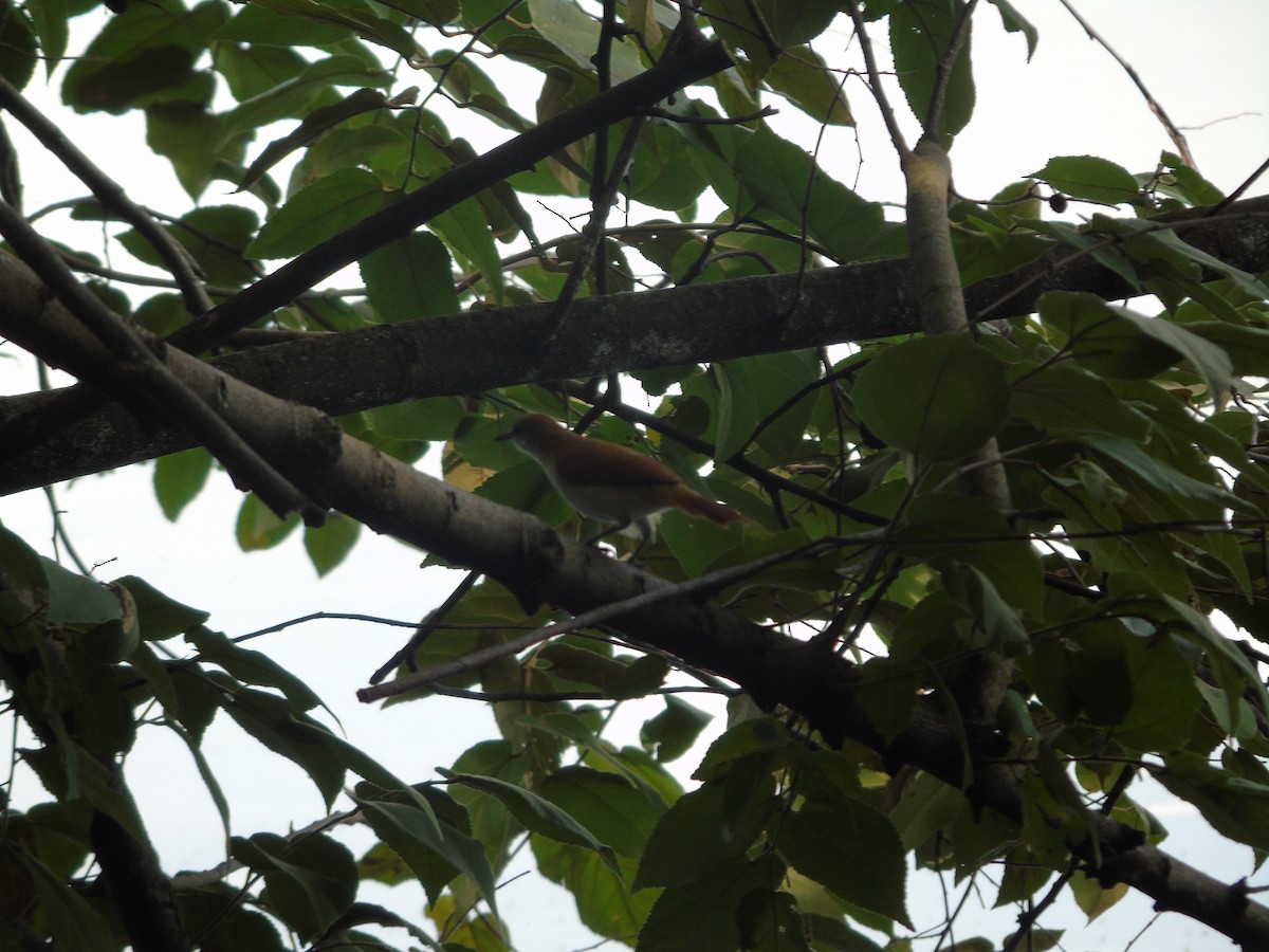 Yellow-chinned Spinetail - ML296205881