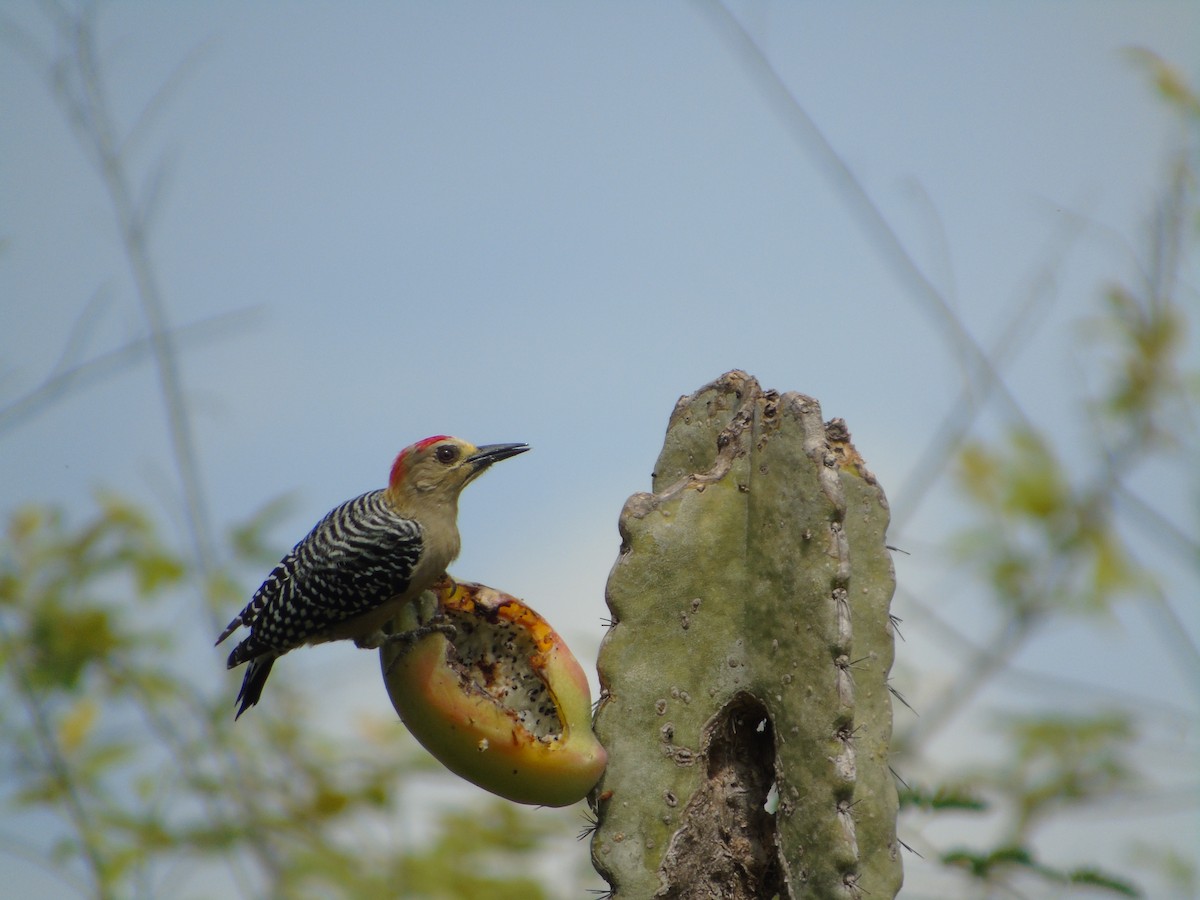 Red-crowned Woodpecker - ML296208291
