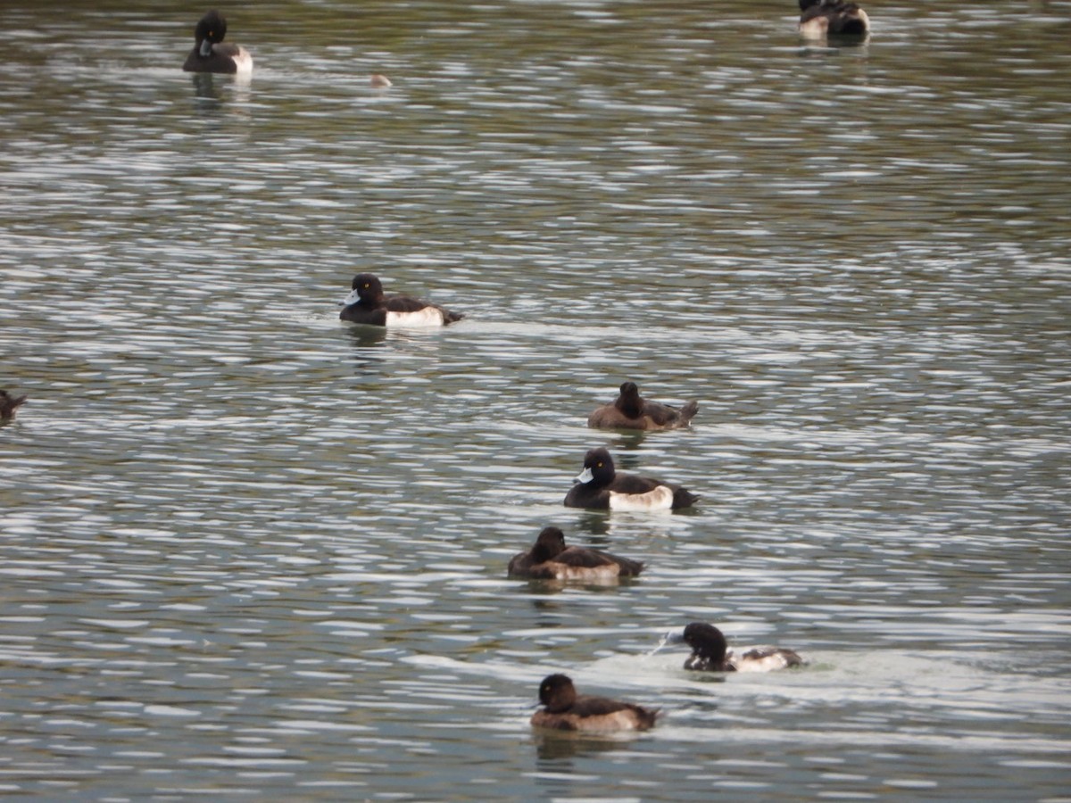 Tufted Duck - ML296213481