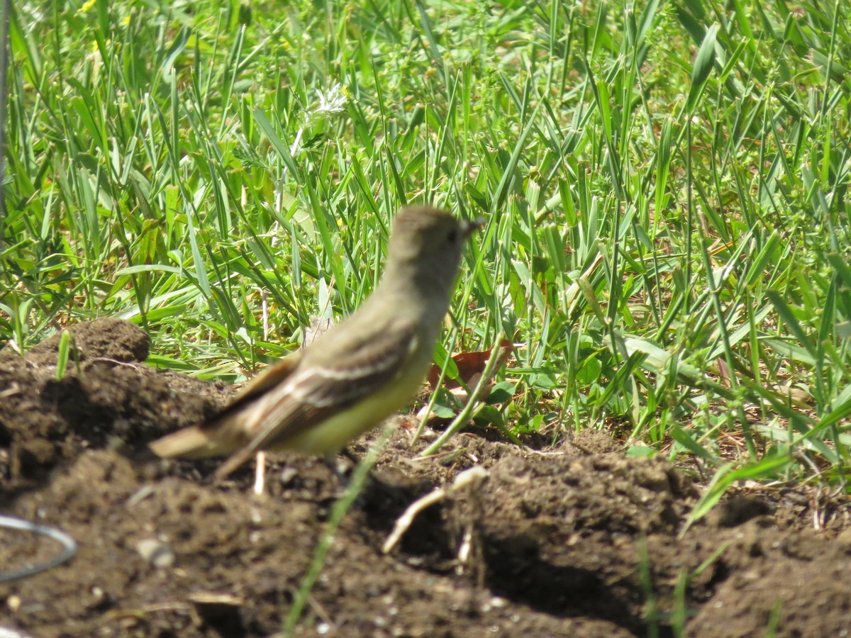 Great Crested Flycatcher - ML29621921