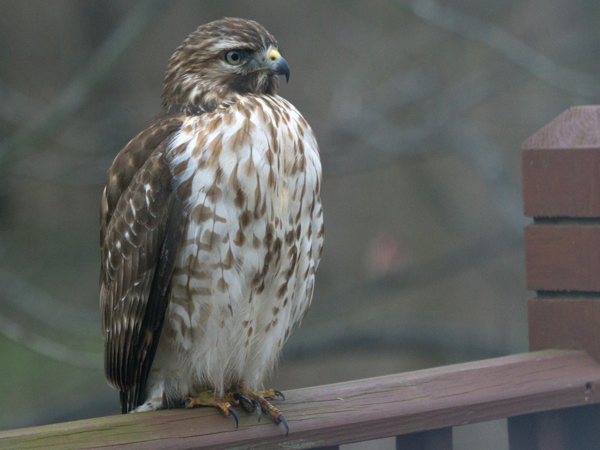 Red-shouldered Hawk (lineatus Group) - Joette Borzik