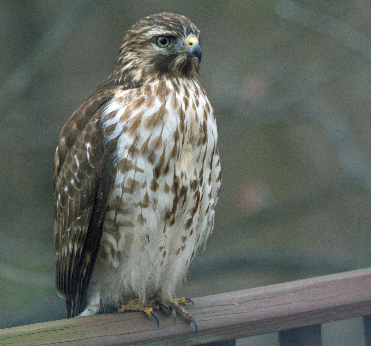 Red-shouldered Hawk (lineatus Group) - ML296223131