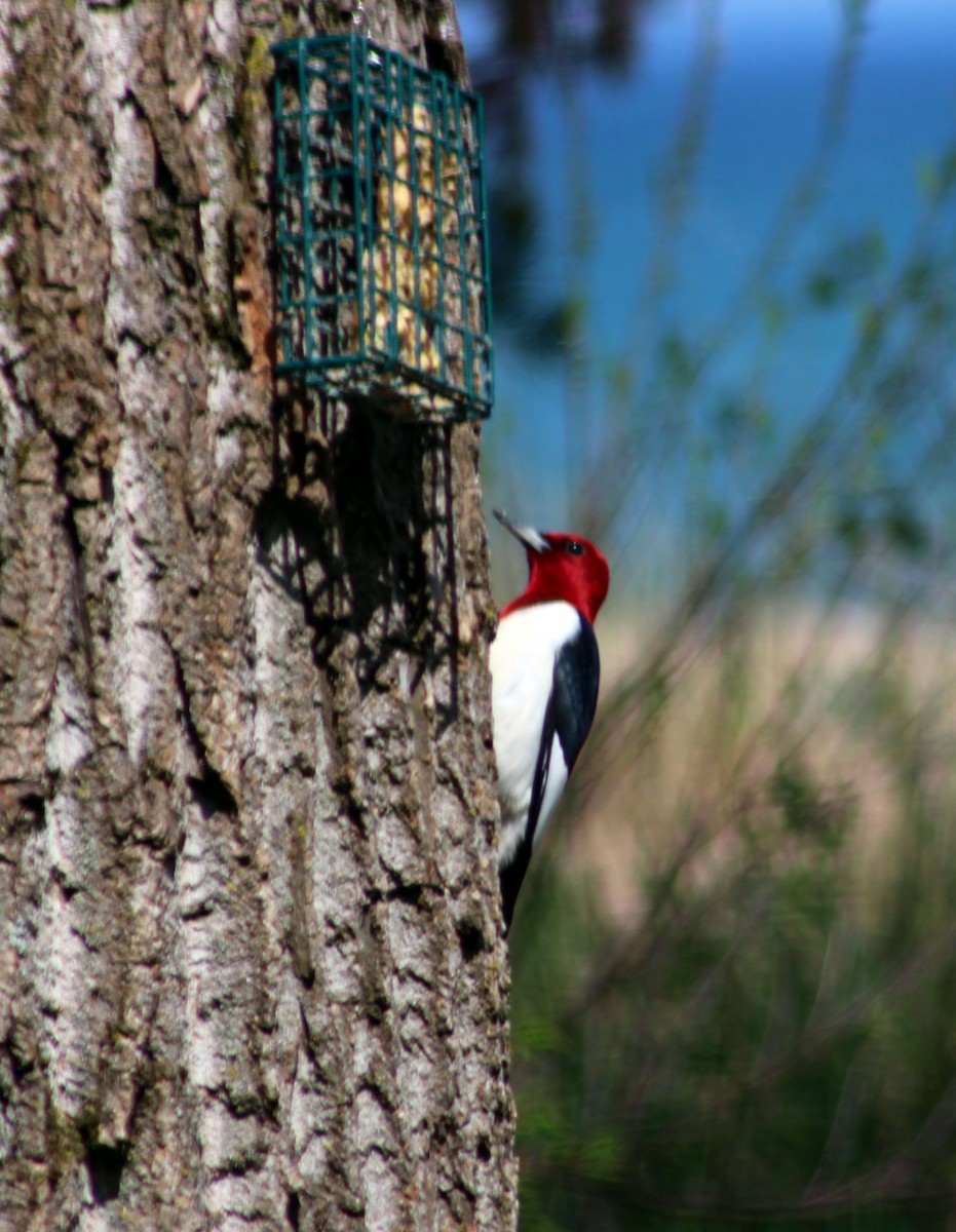 Red-headed Woodpecker - ML29623261