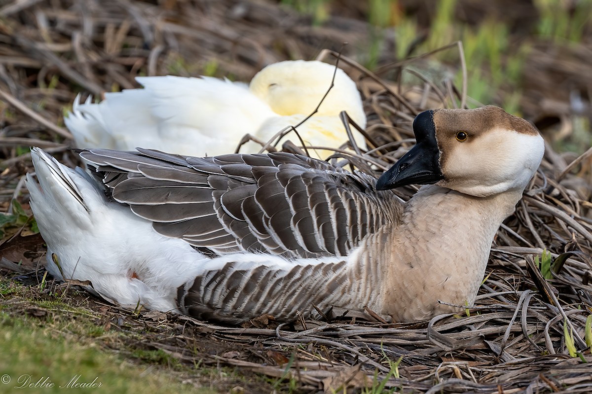 Domestic goose sp. (Domestic type) - Debbie Meader