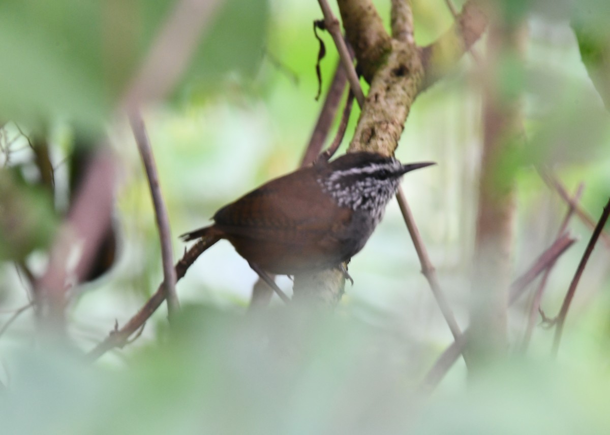 Gray-breasted Wood-Wren (Central American) - ML296236151
