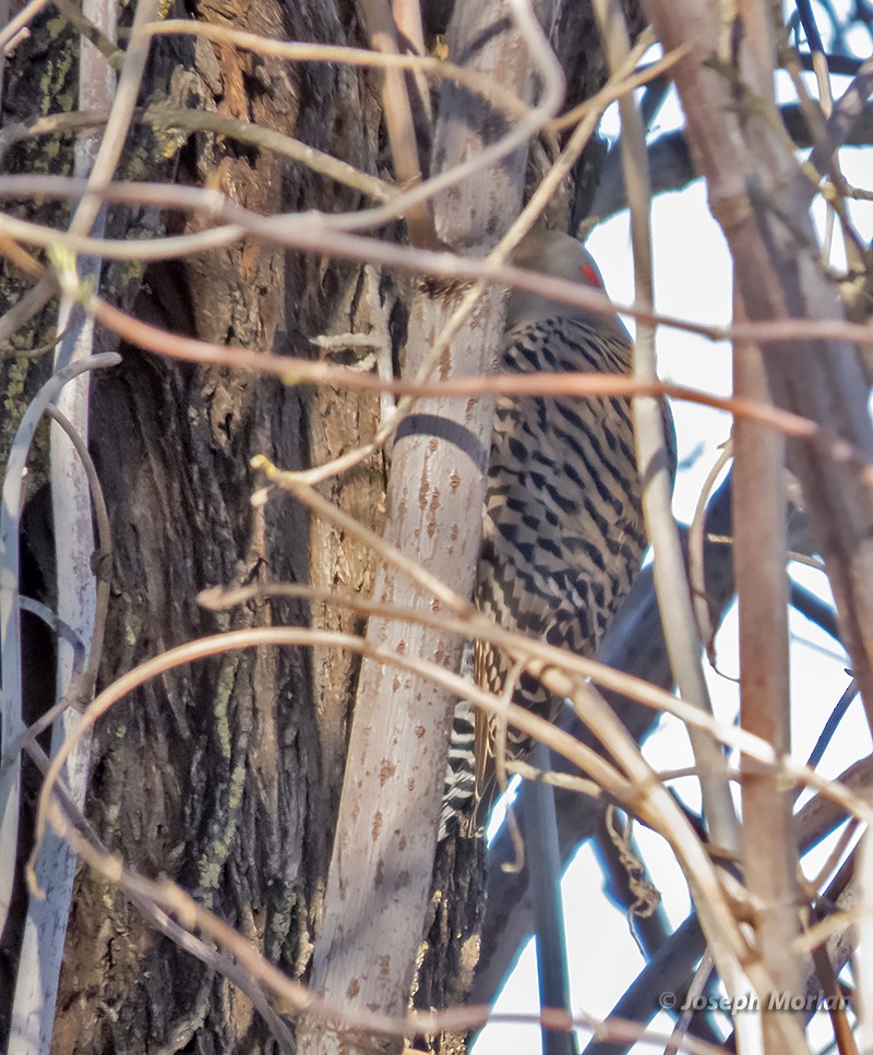 Northern Flicker (Yellow-shafted x Red-shafted) - Joseph Morlan