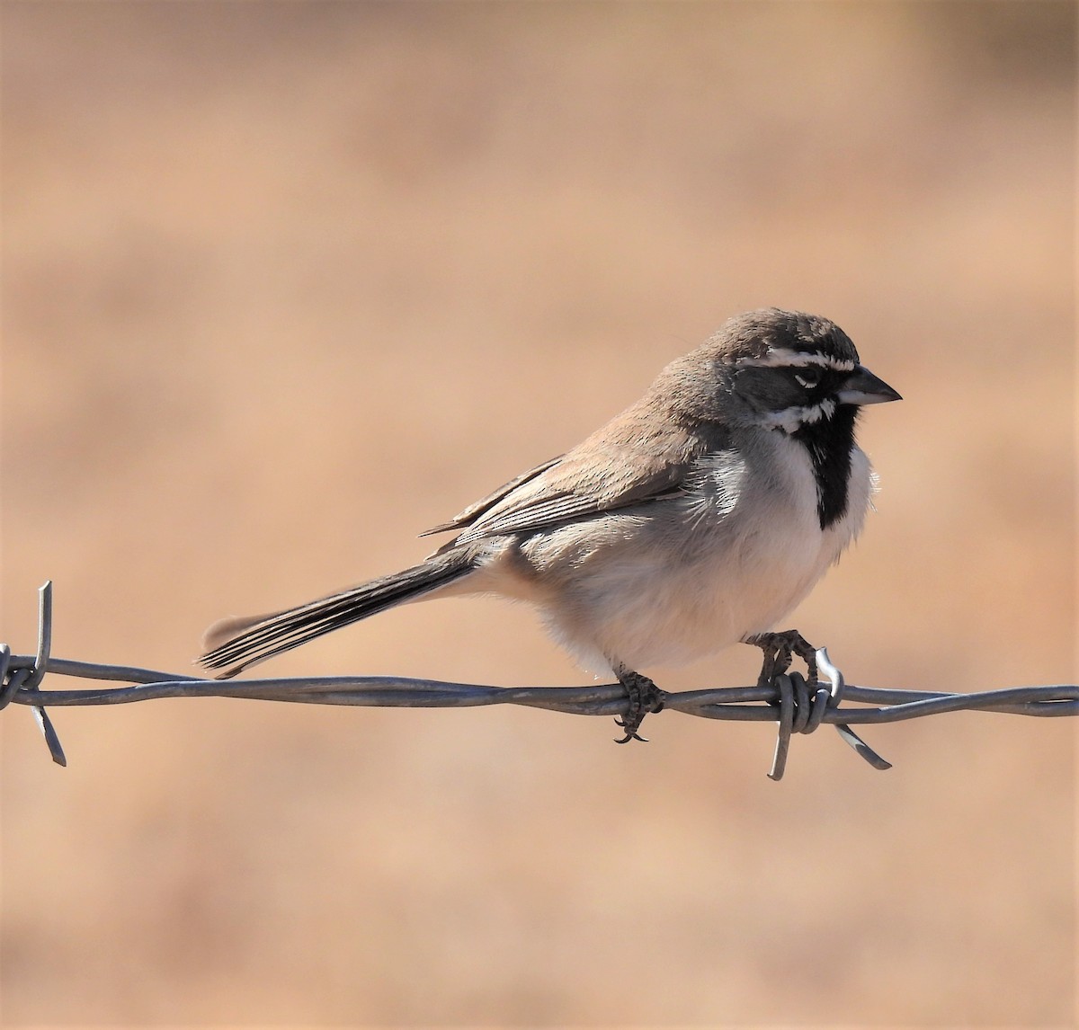 Black-throated Sparrow - ML296239491