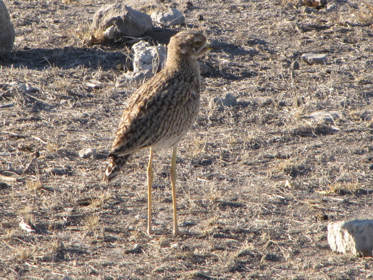 Spotted Thick-knee - Christian Cholette