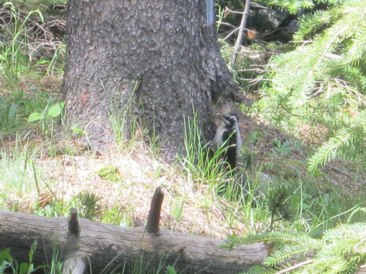 American Three-toed Woodpecker (Rocky Mts.) - ML296241461