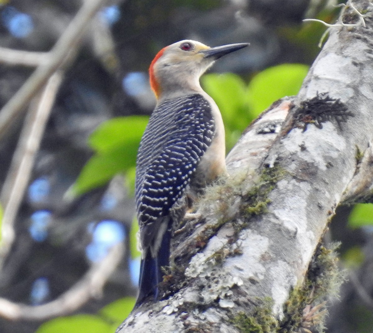 Golden-fronted Woodpecker - ML296243671