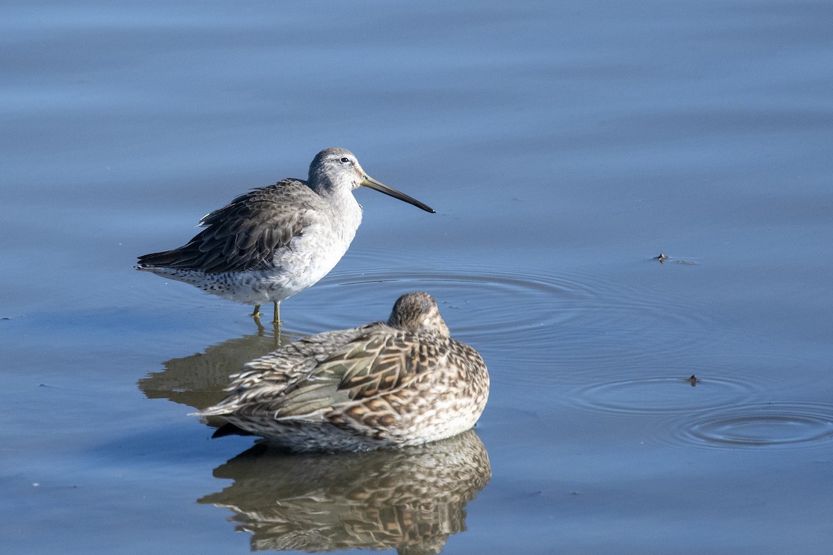 Long-billed Dowitcher - ML296248741