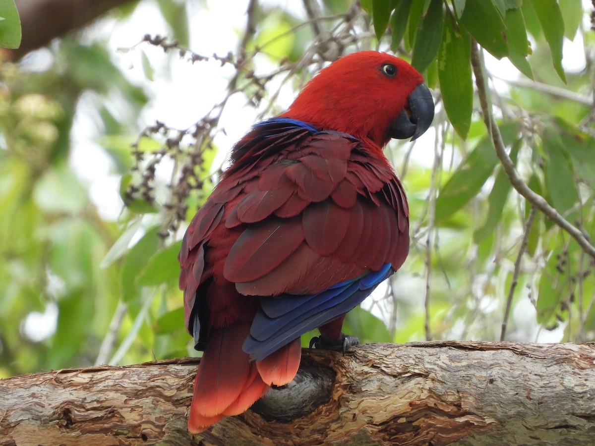 Papua Eklektus Papağanı - ML296249091