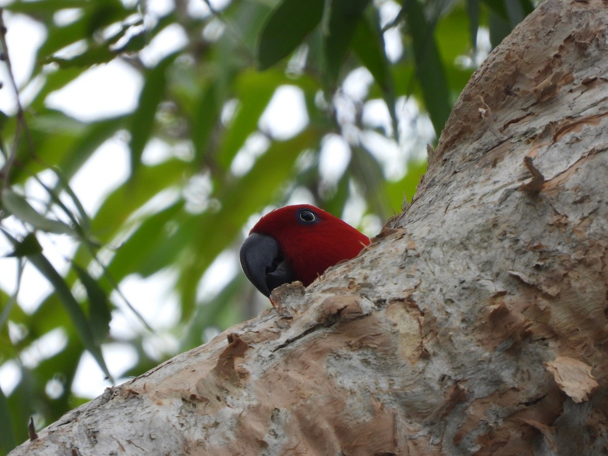 Papua Eklektus Papağanı - ML296249401