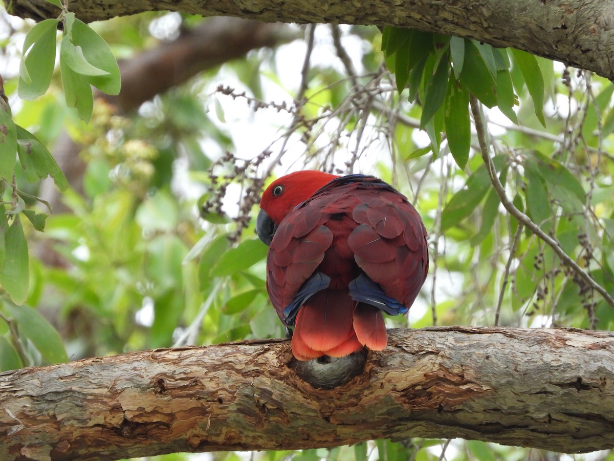 Papua Eklektus Papağanı - ML296249411
