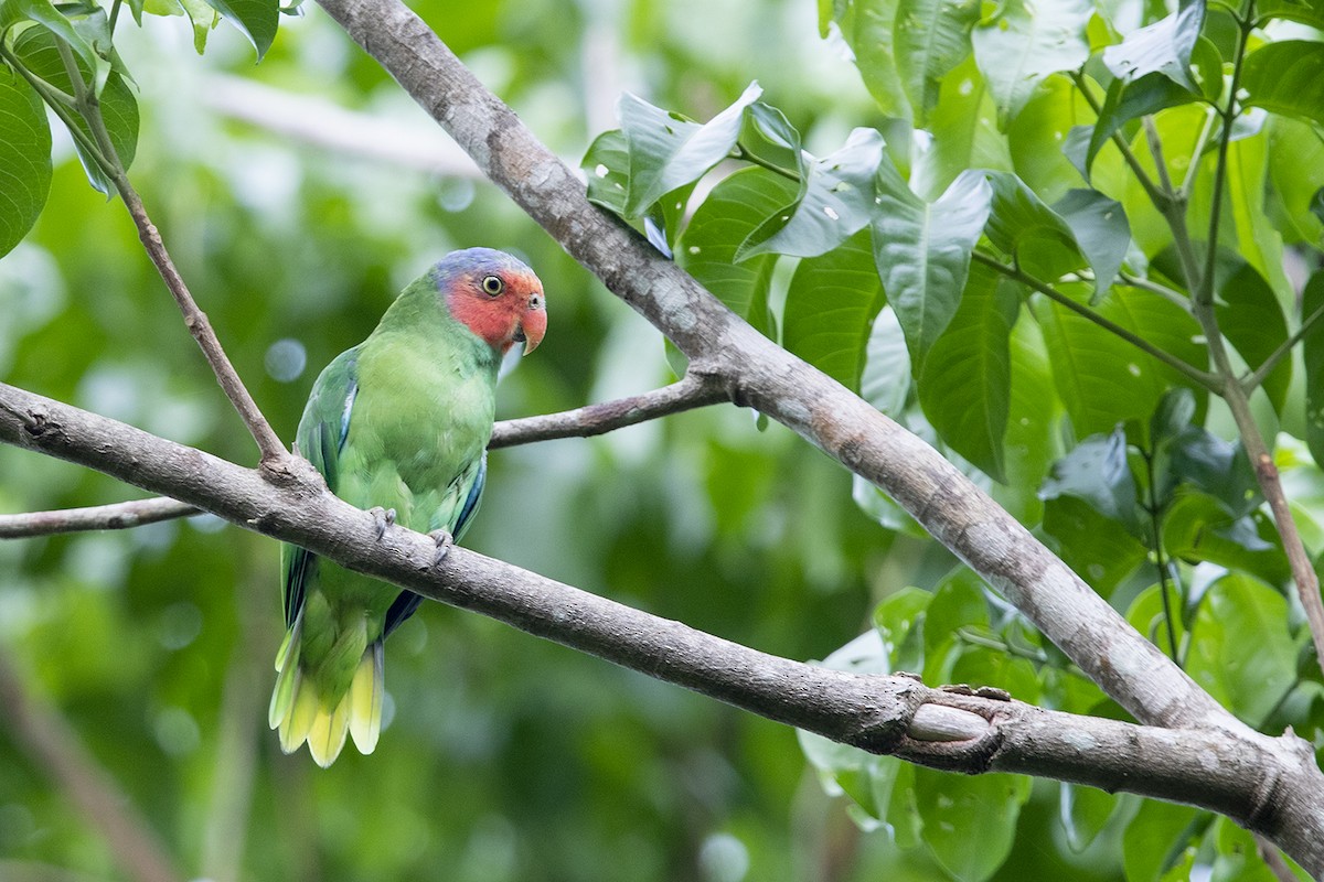 Red-cheeked Parrot - ML296249581