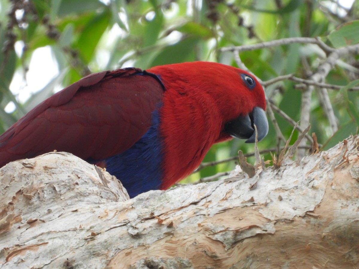 Papua Eklektus Papağanı - ML296249591
