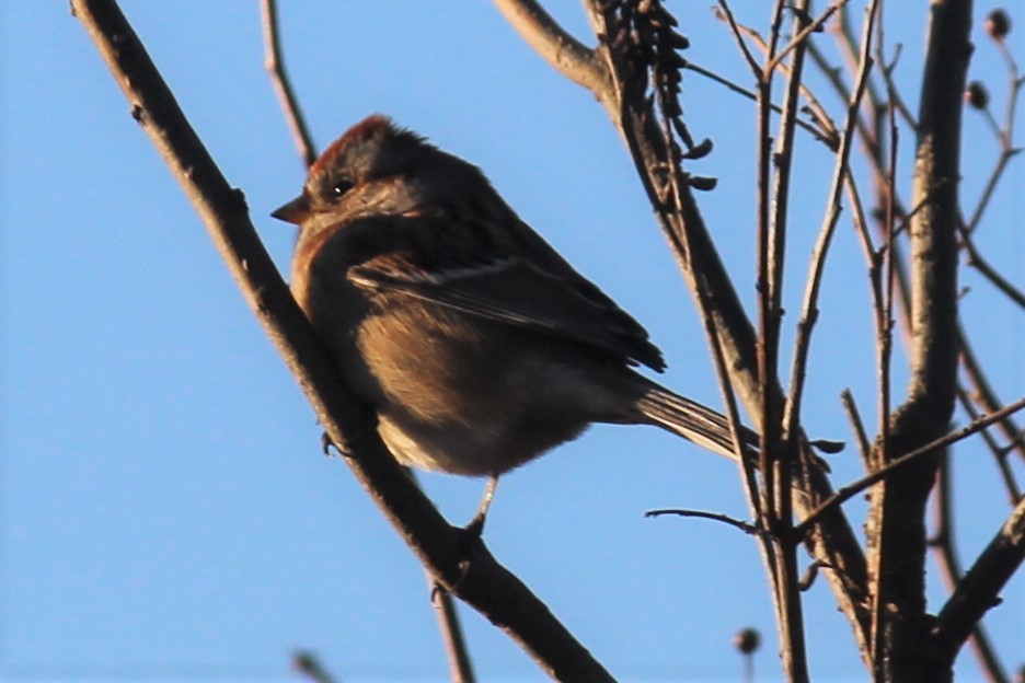 American Tree Sparrow - ML296249701