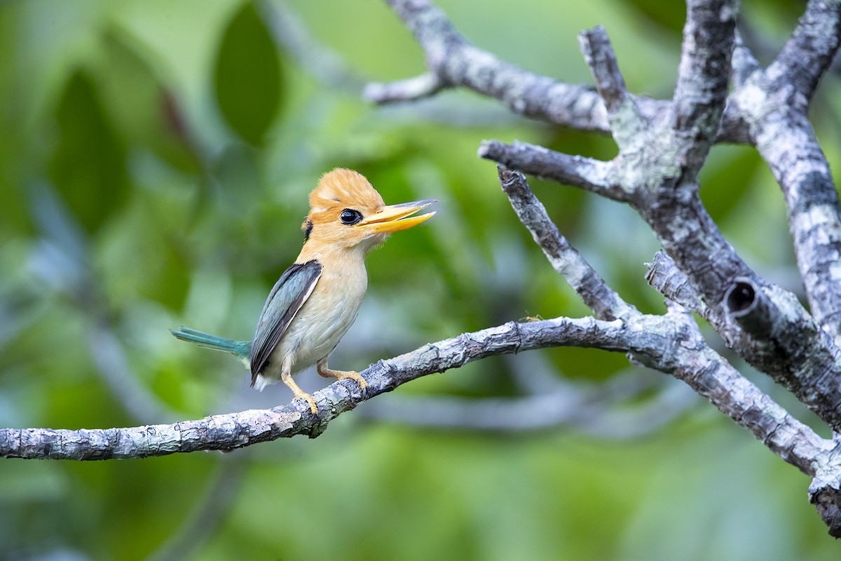 Yellow-billed Kingfisher - Laurie Ross | Tracks Birding & Photography Tours