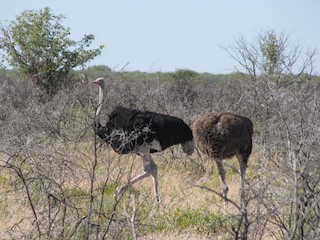Common Ostrich, ML296250691