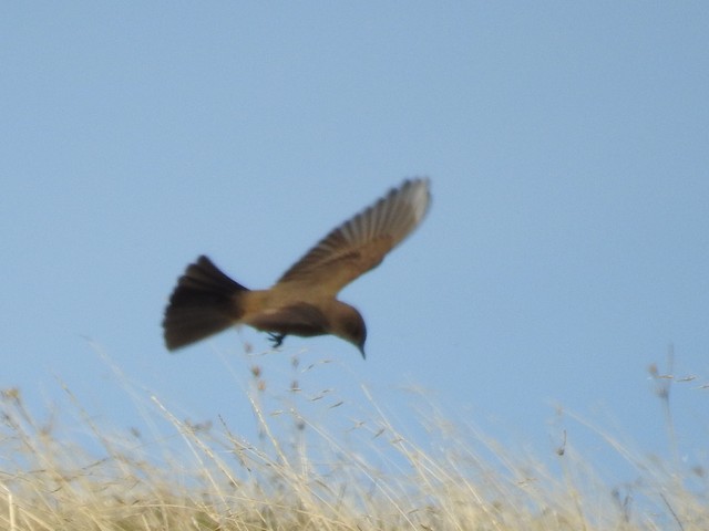Say's Phoebe
