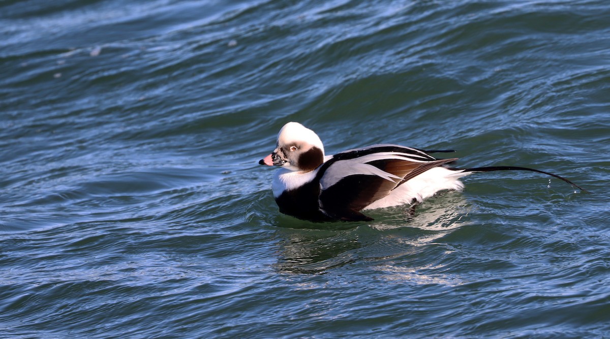 Long-tailed Duck - ML296256181