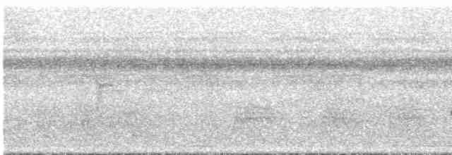 Stripe-chested Antwren - ML296260