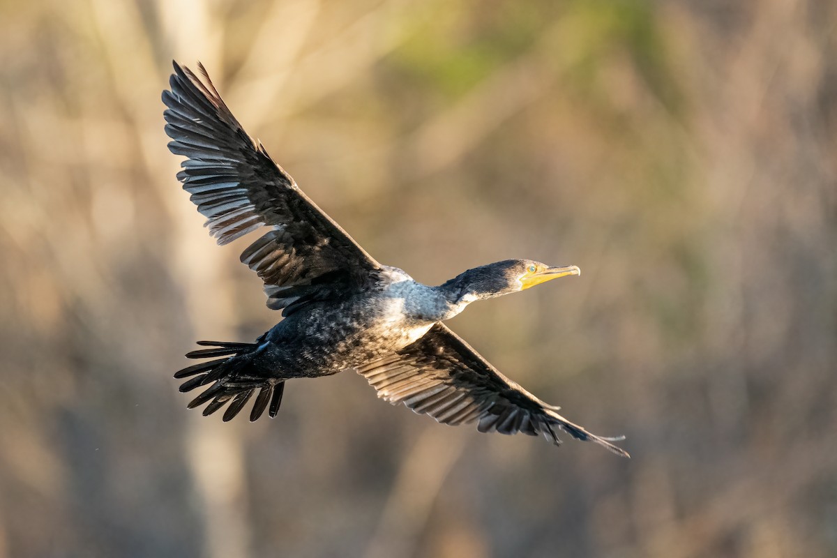 Double-crested Cormorant - Richard Pockat
