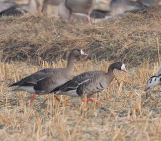 Lesser White-fronted Goose, ML296266421