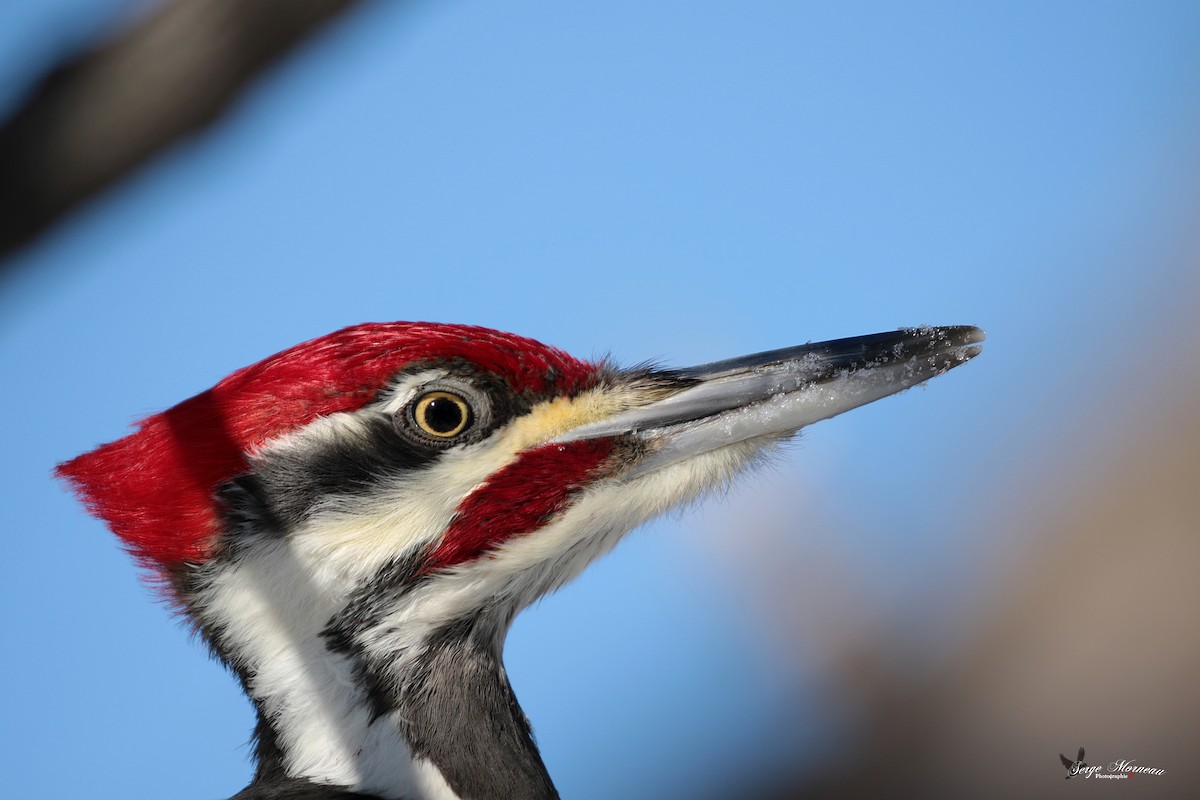 Pileated Woodpecker - Serge Morneau