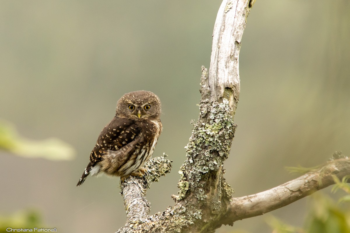 Andean Pygmy-Owl - Christiana Fattorelli